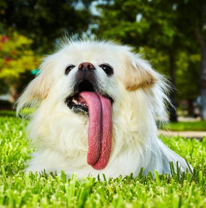 20100916 long-tongue dog.jpg 개 혀가 11.43cm…2011 기네스 세계기록 ‘화제’ 
